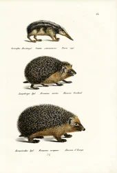 Tailless Tenrec, 1824